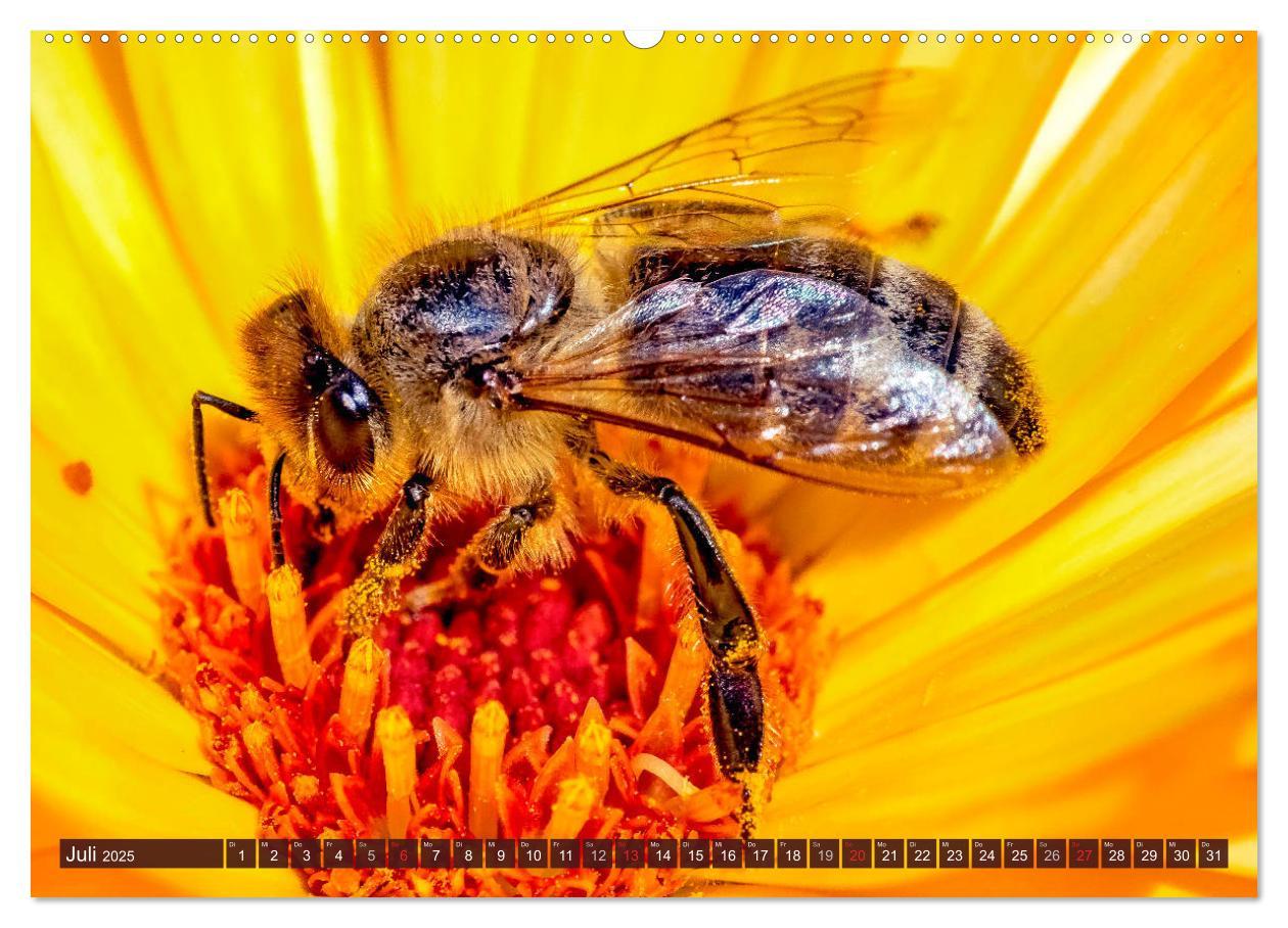 Bild: 9783435241569 | BIENEN - Kleine Nützlinge ganz groß (Wandkalender 2025 DIN A2...