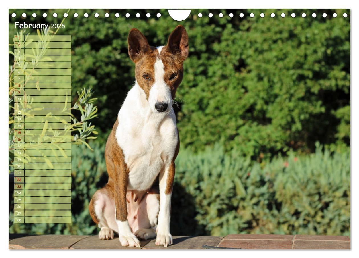 Bild: 9781325949748 | Basenji the African Barkless Dog (Wall Calendar 2025 DIN A4...