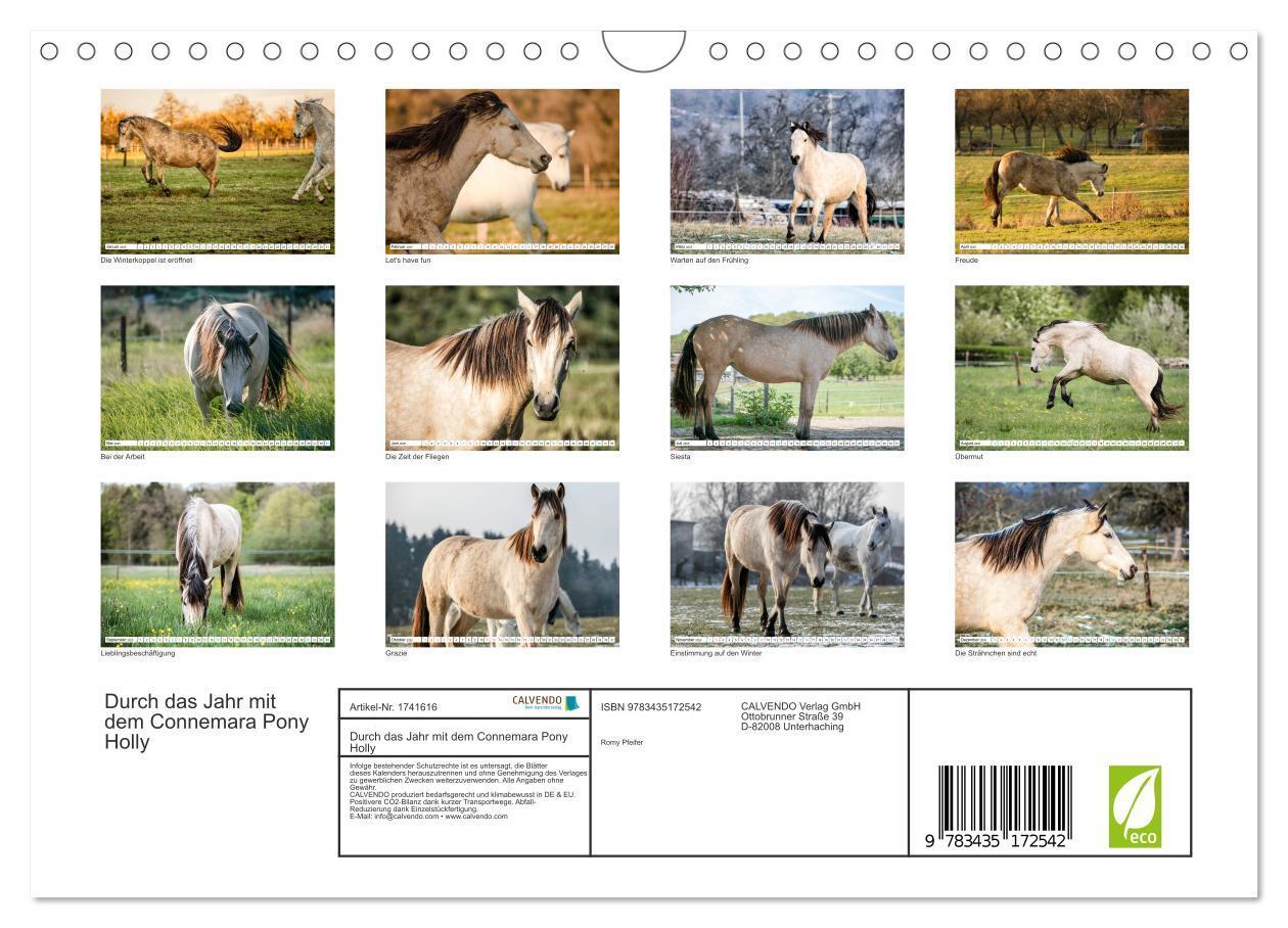 Bild: 9783435172542 | Durch das Jahr mit dem Connemara Pony Holly (Wandkalender 2025 DIN...