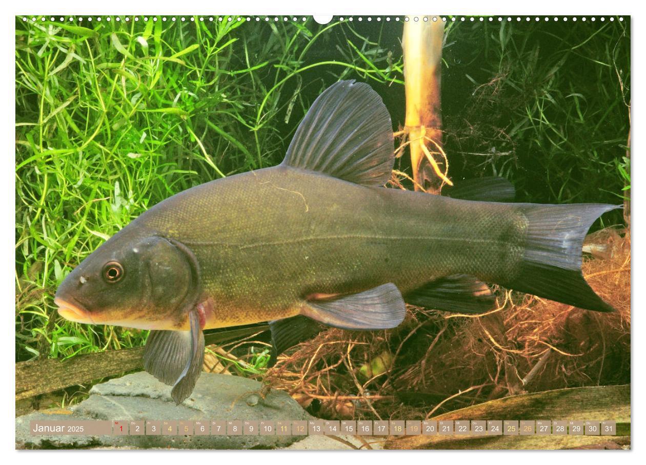 Bild: 9783383890758 | Fische in Teichen und Flüssen (hochwertiger Premium Wandkalender...