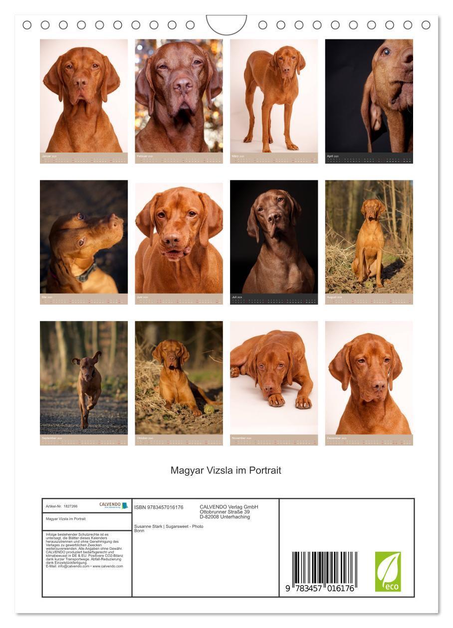 Bild: 9783457016176 | Magyar Vizsla im Portrait (Wandkalender 2025 DIN A4 hoch), CALVENDO...