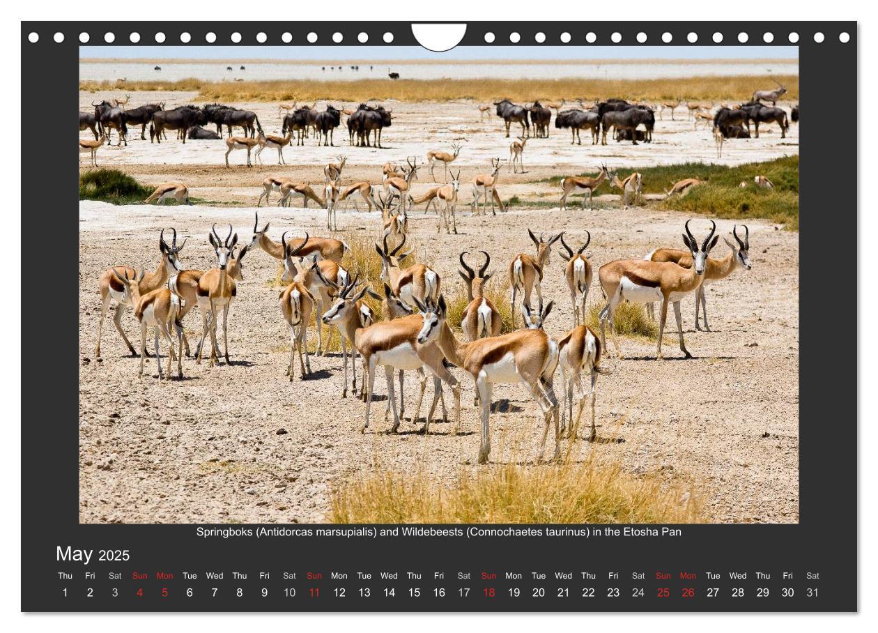 Bild: 9781325964369 | Namibia's Nature (Wall Calendar 2025 DIN A4 landscape), CALVENDO 12...