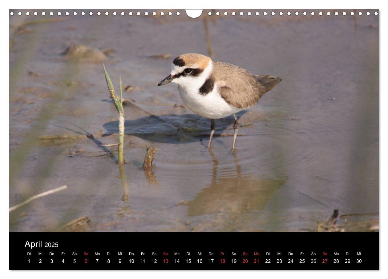 Bild: 9783435512737 | Limikolen Watvögel auf dem Zug (Wandkalender 2025 DIN A3 quer),...