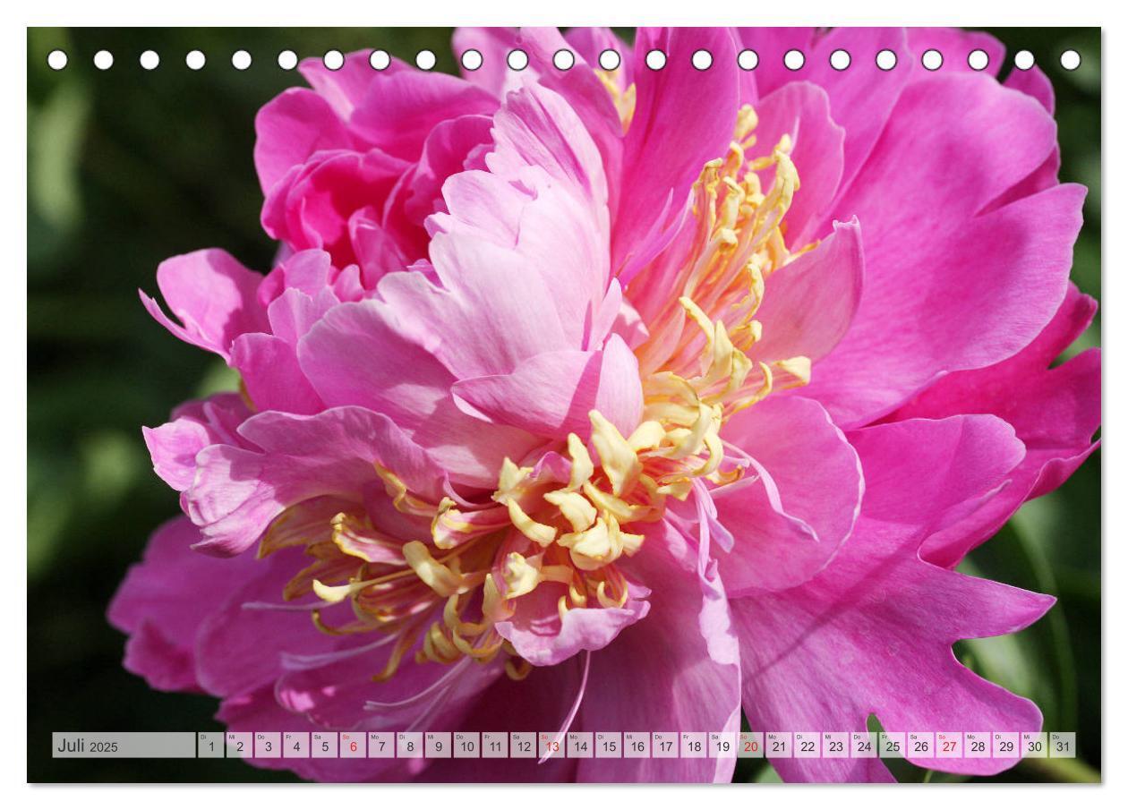 Bild: 9783435283996 | PFINGSTROSEN Rosen ohne Dornen (Tischkalender 2025 DIN A5 quer),...