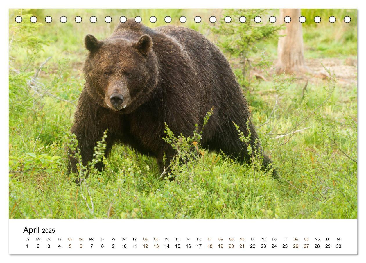 Bild: 9783435353507 | Finnland: eine tierische Entdeckungsreise (Tischkalender 2025 DIN...