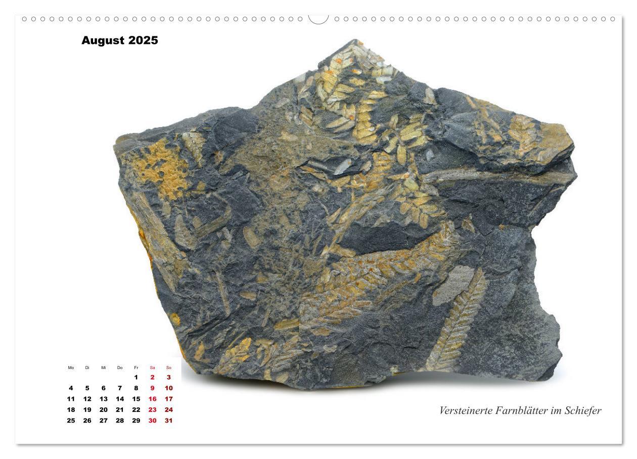 Bild: 9783435253517 | Fossilien - Ammoniten, Trilobiten, Erdgeschichte (Wandkalender 2025...