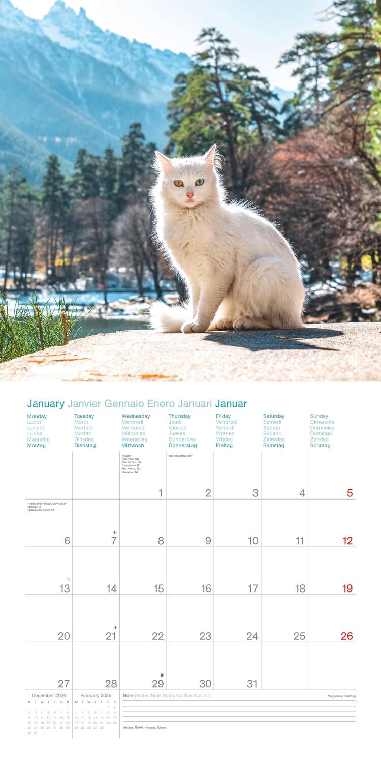 Bild: 4002725987945 | Cats Around the World 2025 - Wand-Kalender - Broschüren-Kalender -...