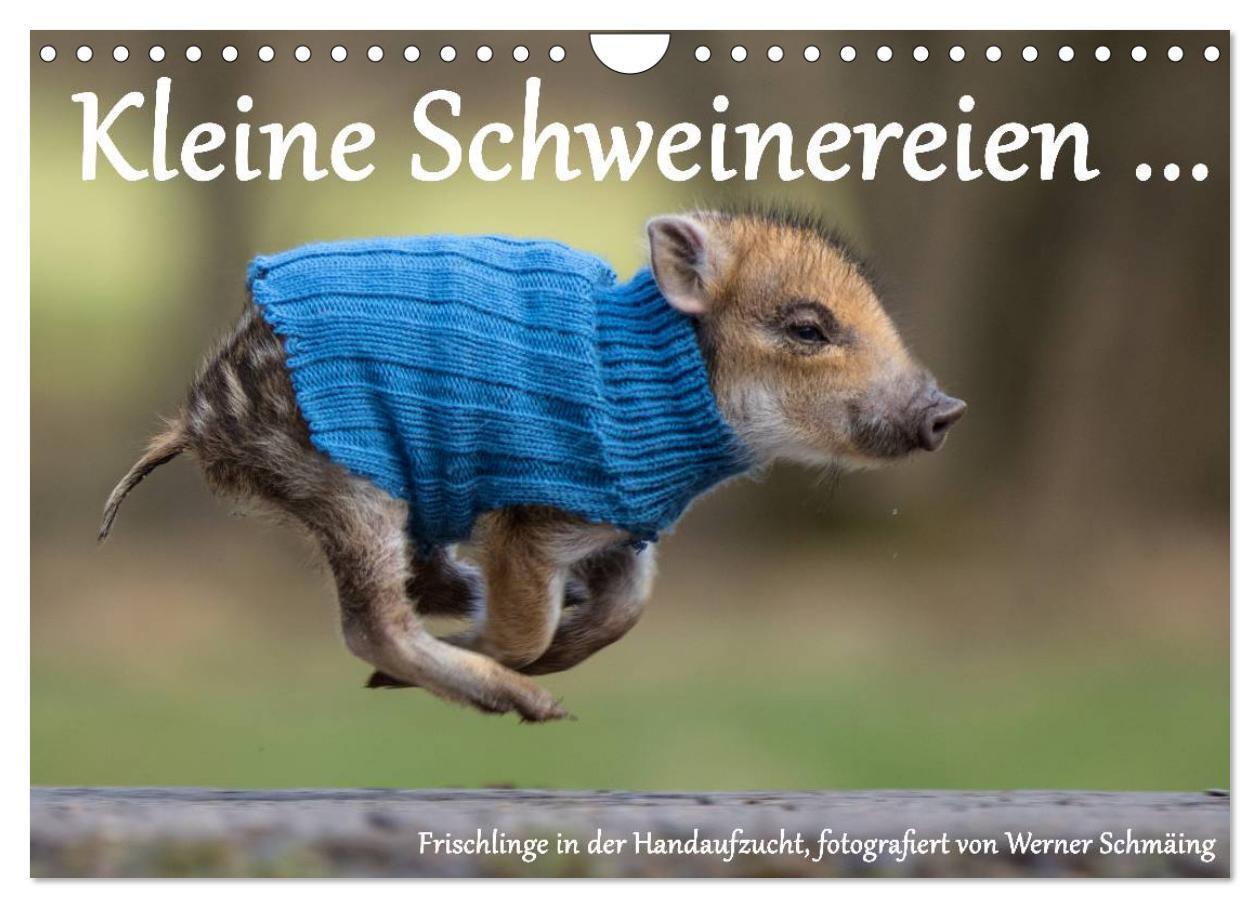 Cover: 9783675581975 | Kleine Schweinereien (Wandkalender 2024 DIN A4 quer), CALVENDO...