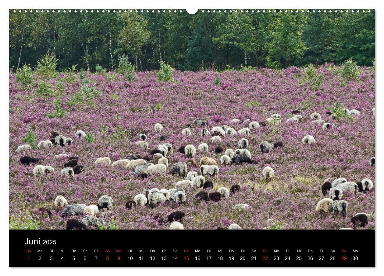 Bild: 9783435775040 | Lüneburger Heide (Wandkalender 2025 DIN A2 quer), CALVENDO...