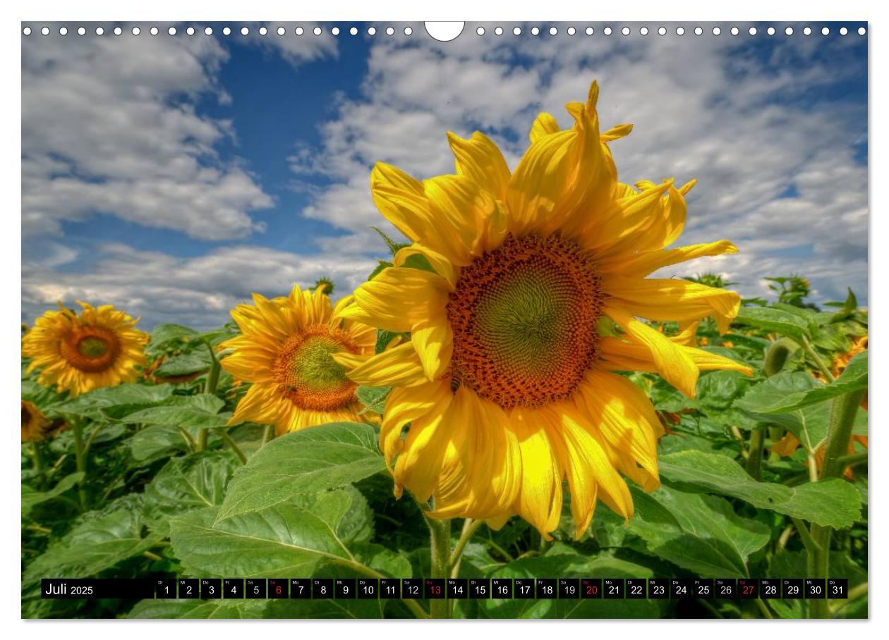 Bild: 9783435696765 | Zeit für Sonnenblumen (Wandkalender 2025 DIN A3 quer), CALVENDO...