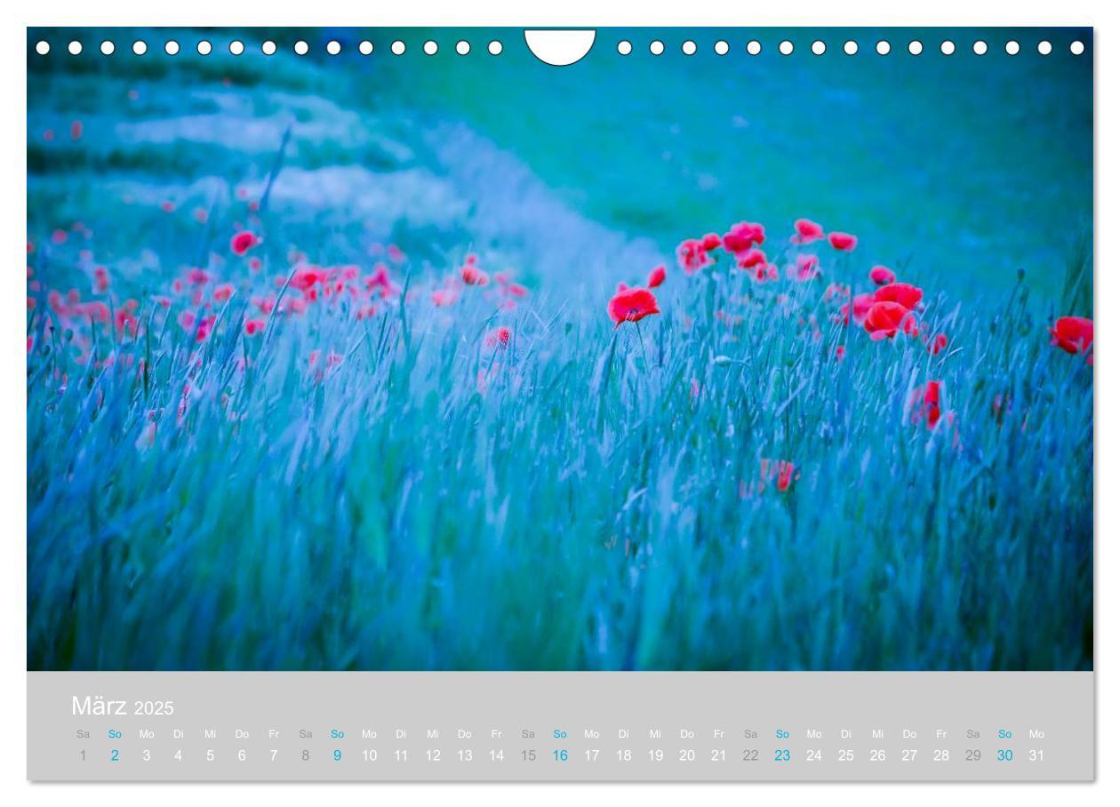 Bild: 9783435665761 | Zauber des Mohns (Wandkalender 2025 DIN A4 quer), CALVENDO...