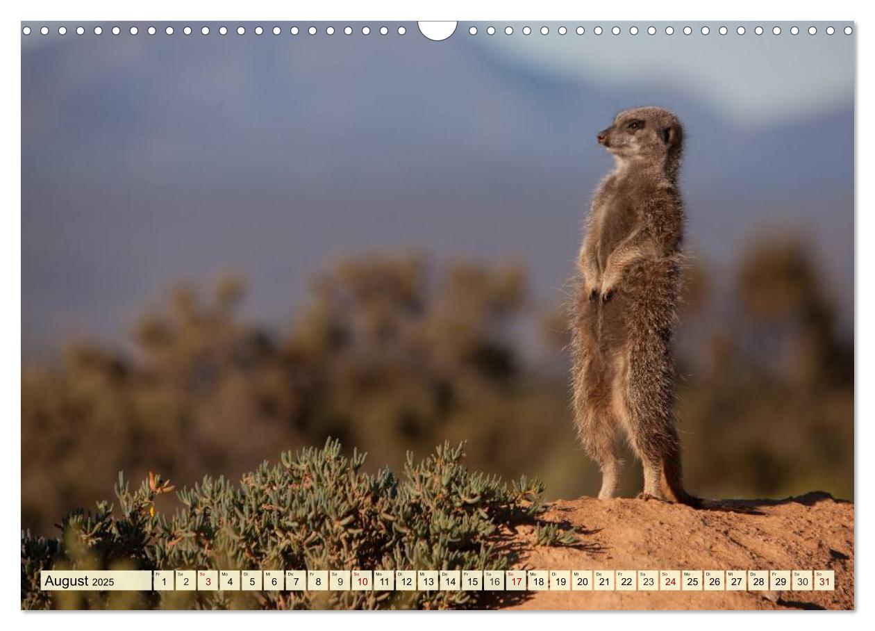 Bild: 9783435419074 | Afrika. Botswanas wundervolle Tierwelt (Wandkalender 2025 DIN A3...