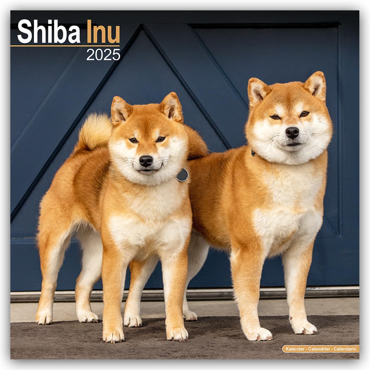 Cover: 9781804603901 | Shiba Inu 2025 - 16-Monatskalender | Avonside Publishing Ltd | 13 S.