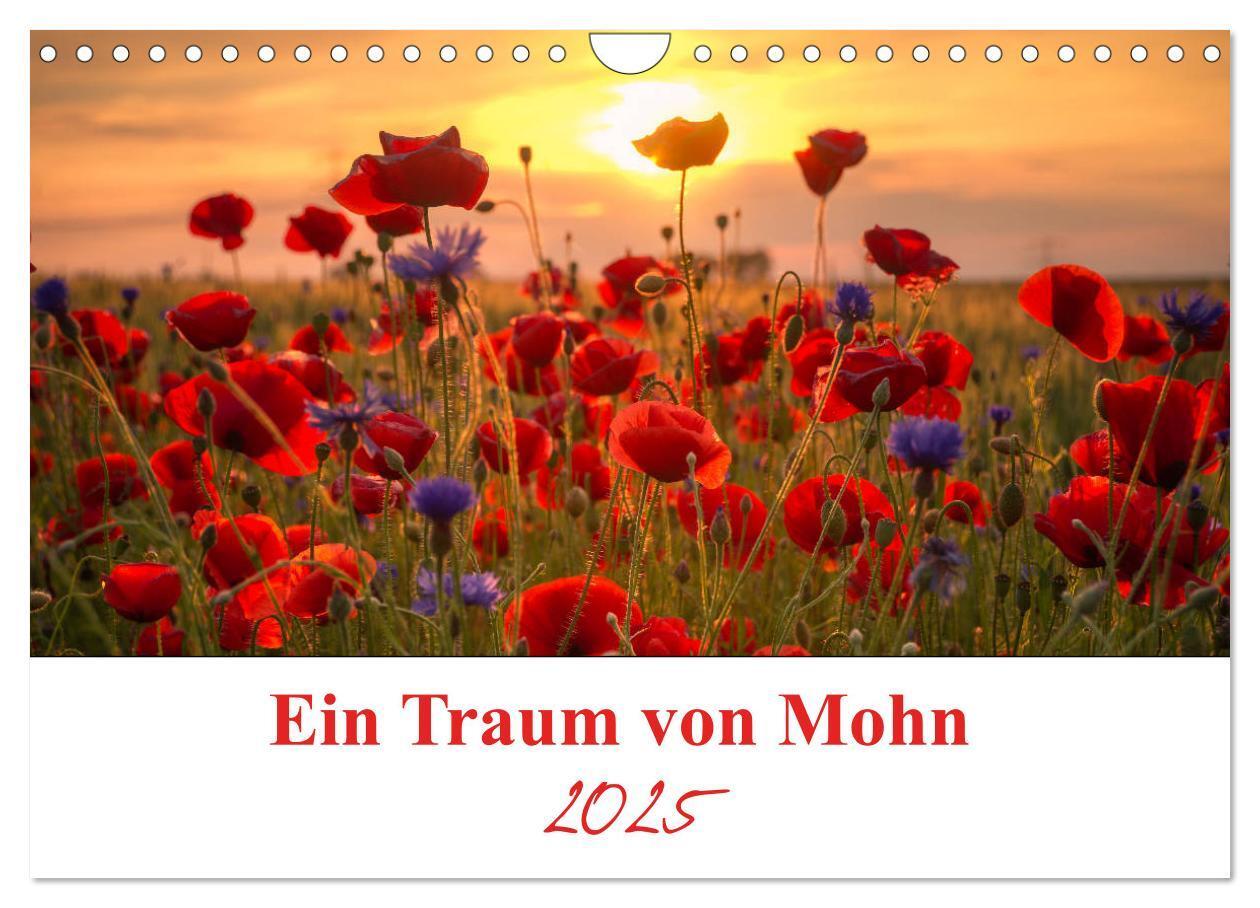 Cover: 9783435218646 | Ein Traum von Mohn (Wandkalender 2025 DIN A4 quer), CALVENDO...