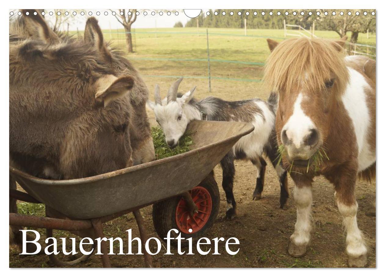 Cover: 9783435663378 | Bauernhoftiere (Wandkalender 2025 DIN A3 quer), CALVENDO...