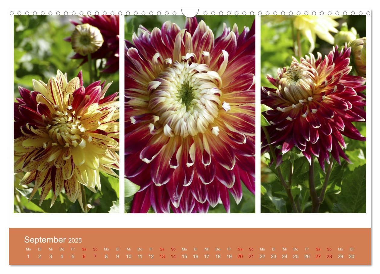 Bild: 9783435376247 | Dahlien-Triplets (Wandkalender 2025 DIN A3 quer), CALVENDO...