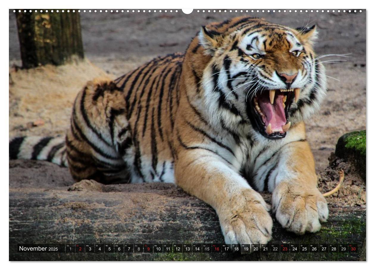 Bild: 9783435719440 | Raubkatzen. Wild, schön und kraftvoll (Wandkalender 2025 DIN A2...