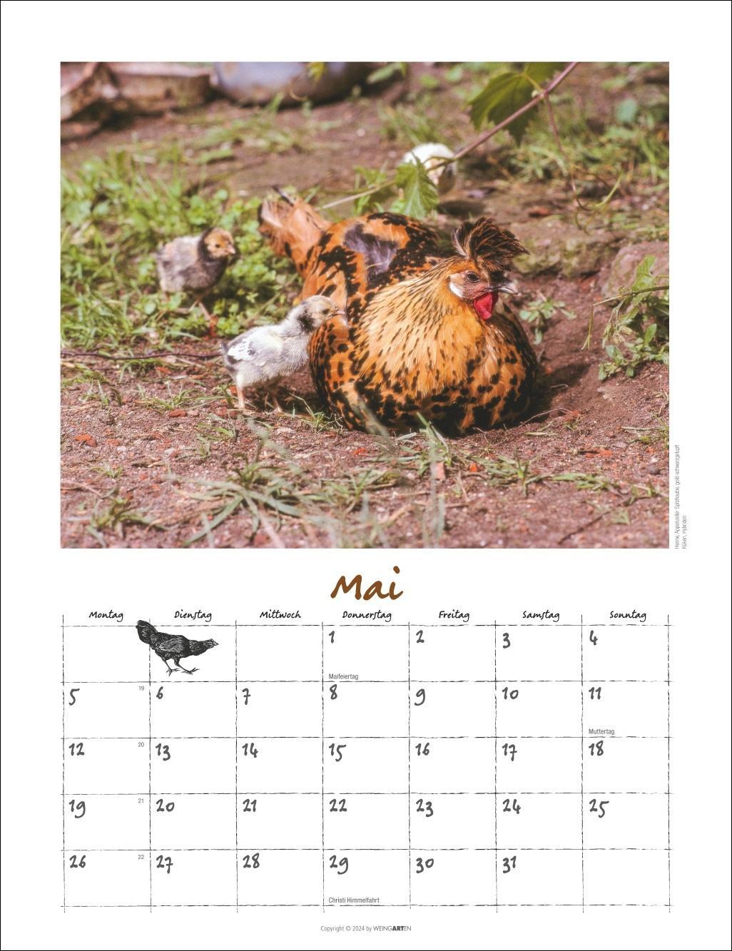 Bild: 9783839900475 | Der Hühnerkalender 2025 | Kalender | Spiralbindung | 14 S. | Deutsch
