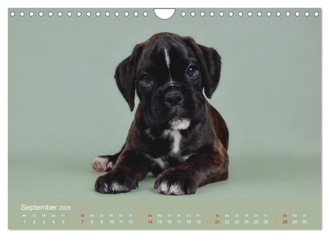 Bild: 9783457226100 | Boxer Welpen einfach zuckersüß (Wandkalender 2025 DIN A4 quer),...