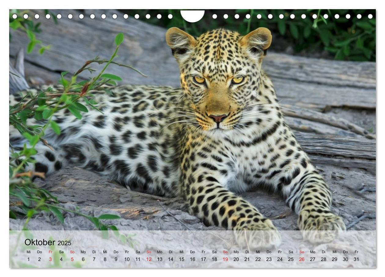 Bild: 9783435600908 | Leoparden. Elegante Jäger (Wandkalender 2025 DIN A4 quer), CALVENDO...