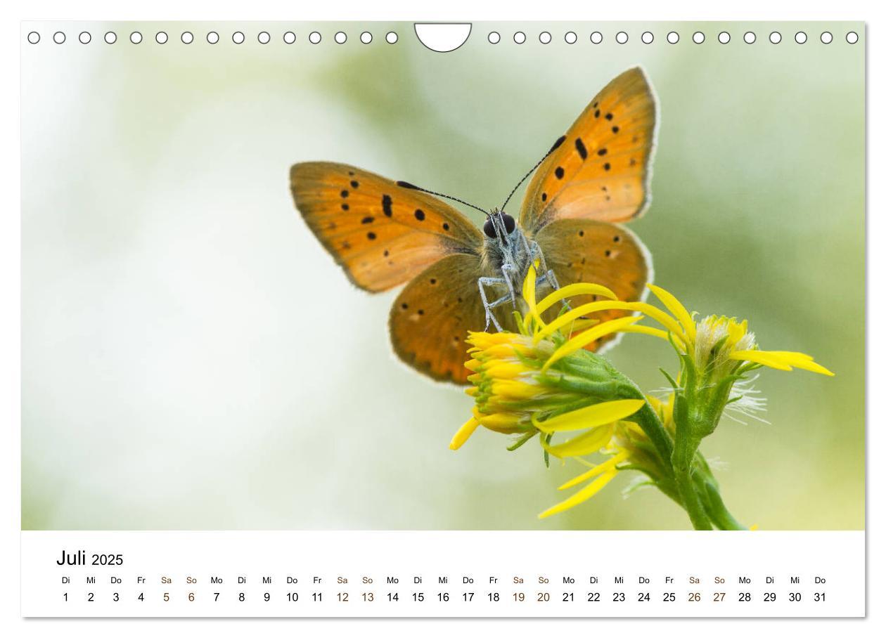 Bild: 9783435354986 | Finnland: eine tierische Entdeckungsreise (Wandkalender 2025 DIN A4...