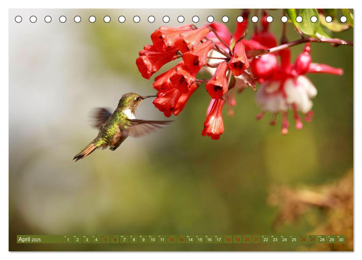 Bild: 9783383887109 | Zauberhafte Kolibris in Costa Rica (Tischkalender 2025 DIN A5...