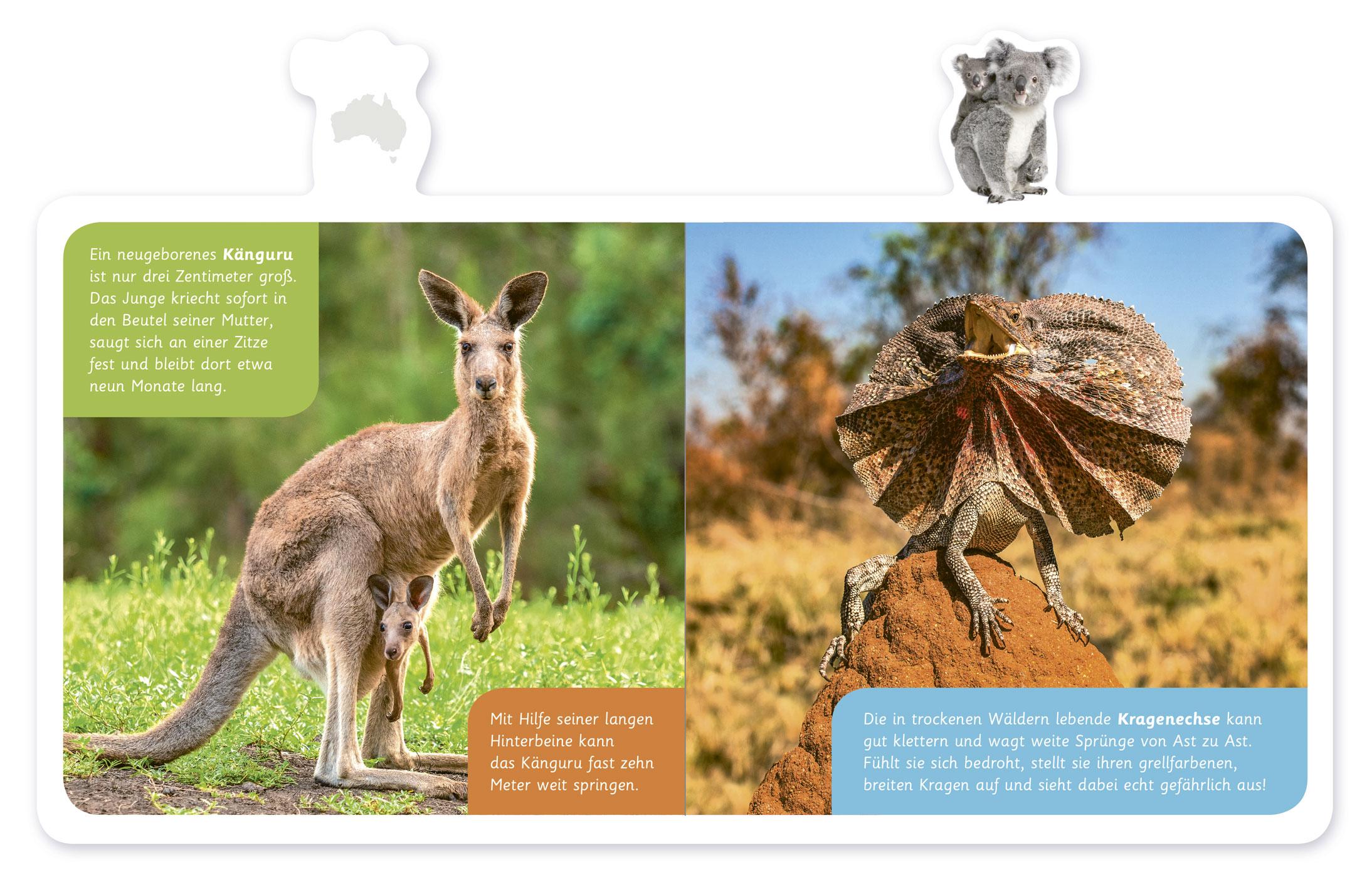 Bild: 9783946360520 | Tiere in Australien | Hannah Kastenhuber | Buch | 14 S. | Deutsch