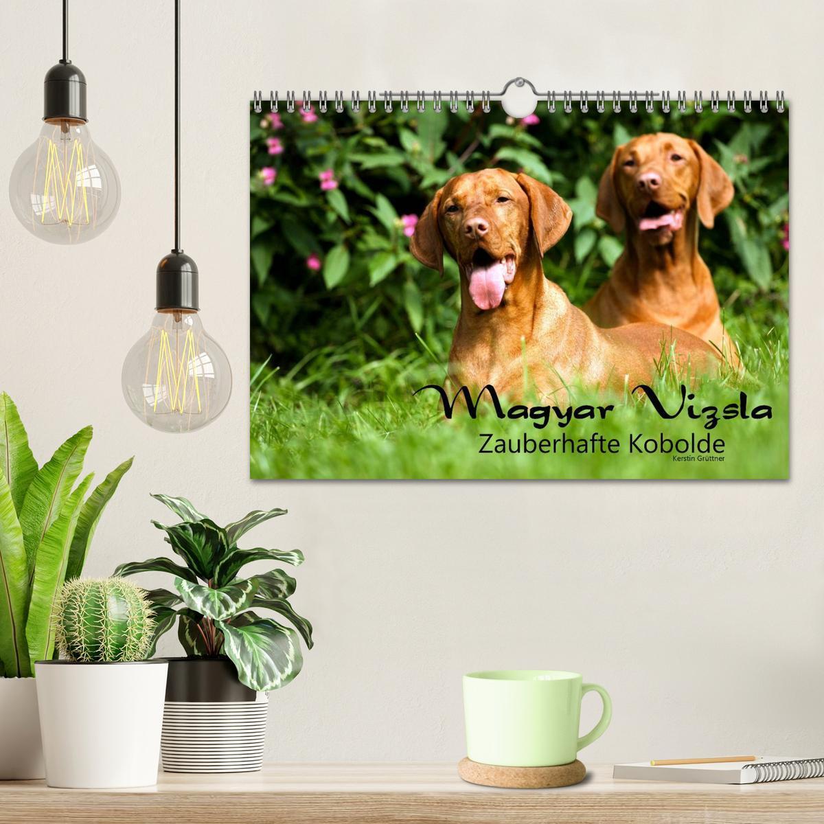 Bild: 9783435518968 | Magyar Vizsla - Zauberhafte Kobolde (Wandkalender 2025 DIN A4...