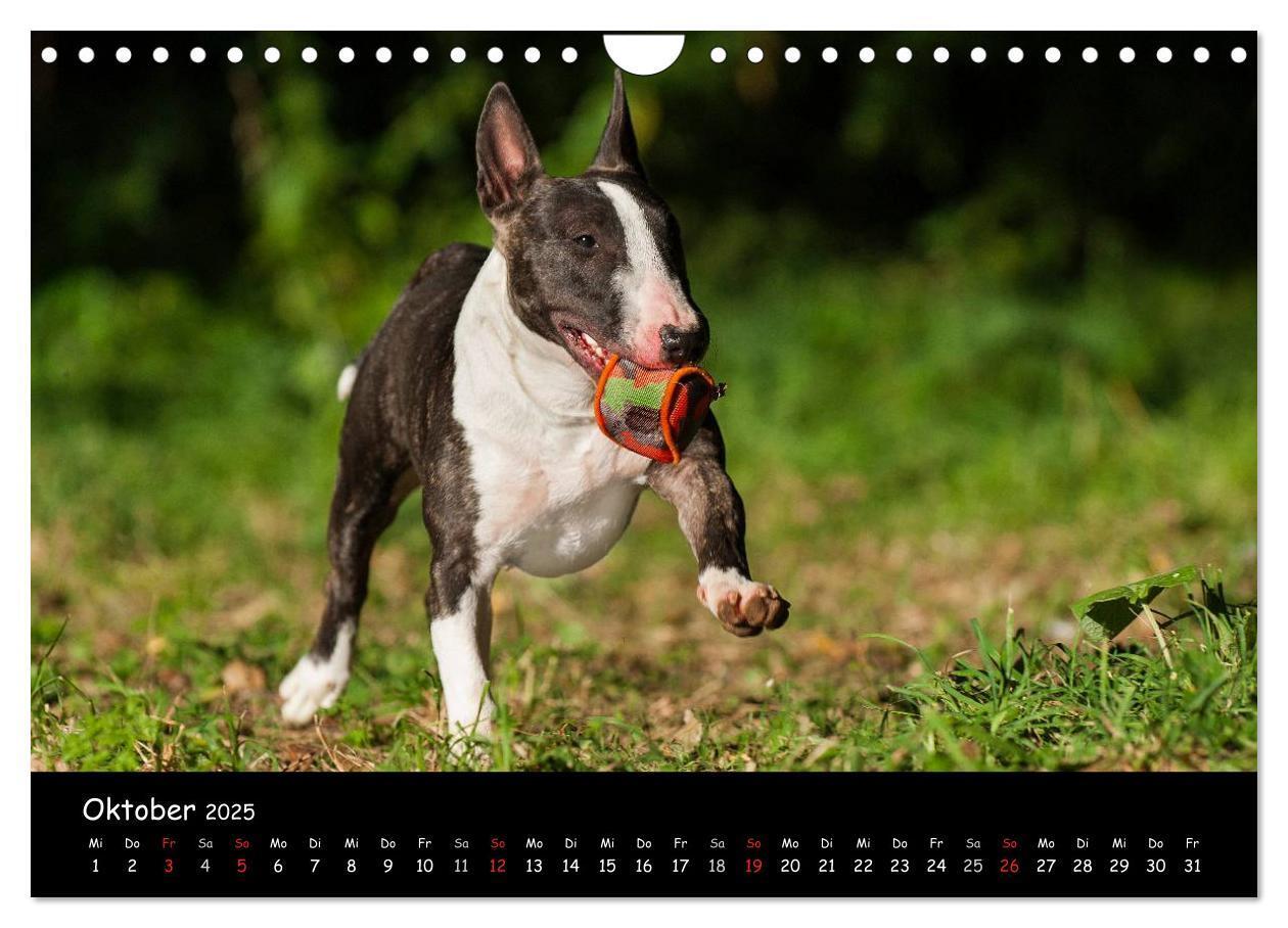 Bild: 9783435768844 | Bullterrier (Wandkalender 2025 DIN A4 quer), CALVENDO Monatskalender