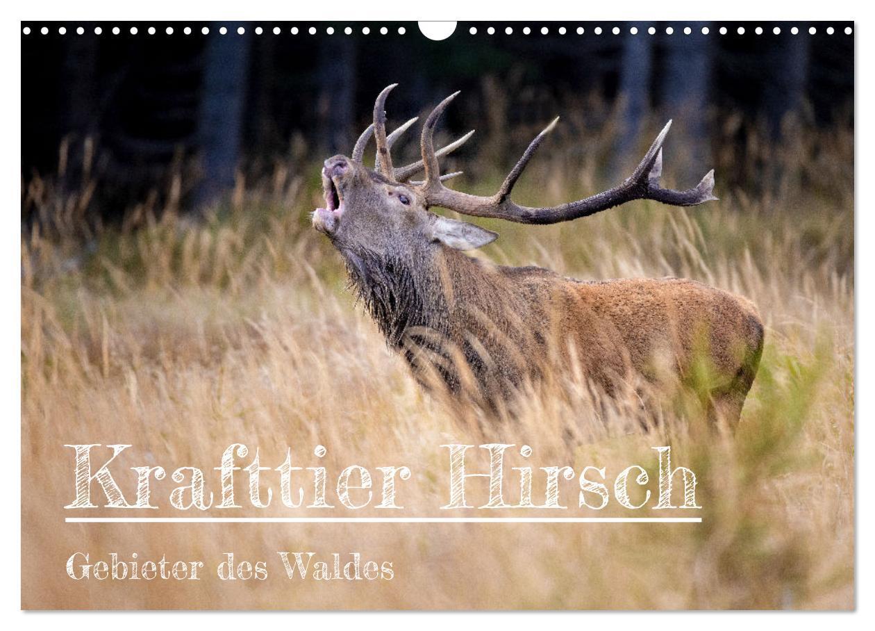 Cover: 9783675544949 | Krafttier Hirsch (Wandkalender 2024 DIN A3 quer), CALVENDO...