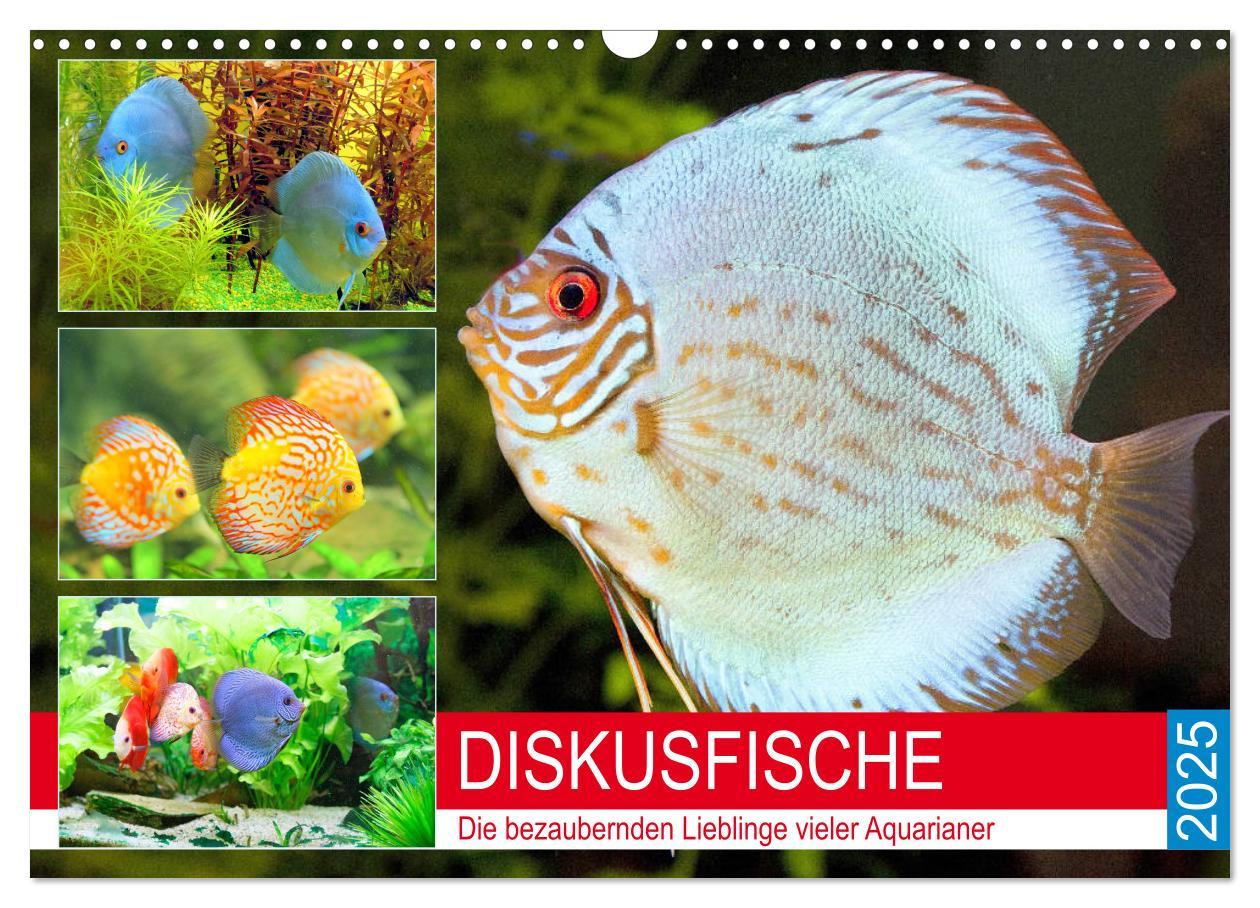 Cover: 9783435230167 | Diskusfische. Die bezaubernden Lieblinge vieler Aquarianer...