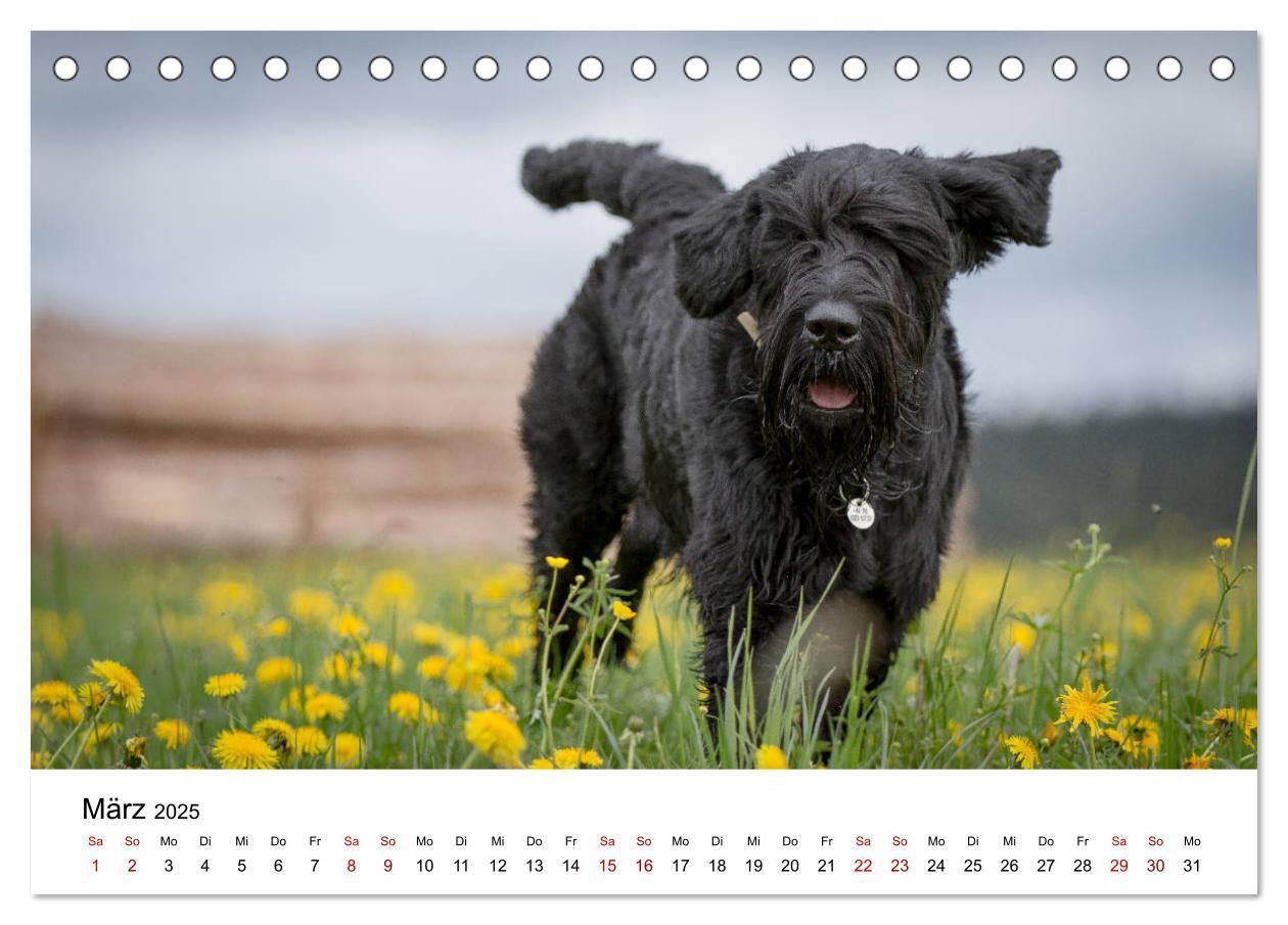 Bild: 9783435413430 | Schnauzer... von Zwergen und Riesen 2025 (Tischkalender 2025 DIN A5...