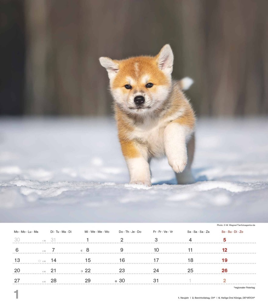 Bild: 4251732344405 | Niedliche Hundekinder 2025 - Wand-Kalender - Tier-Kalender - 30x34