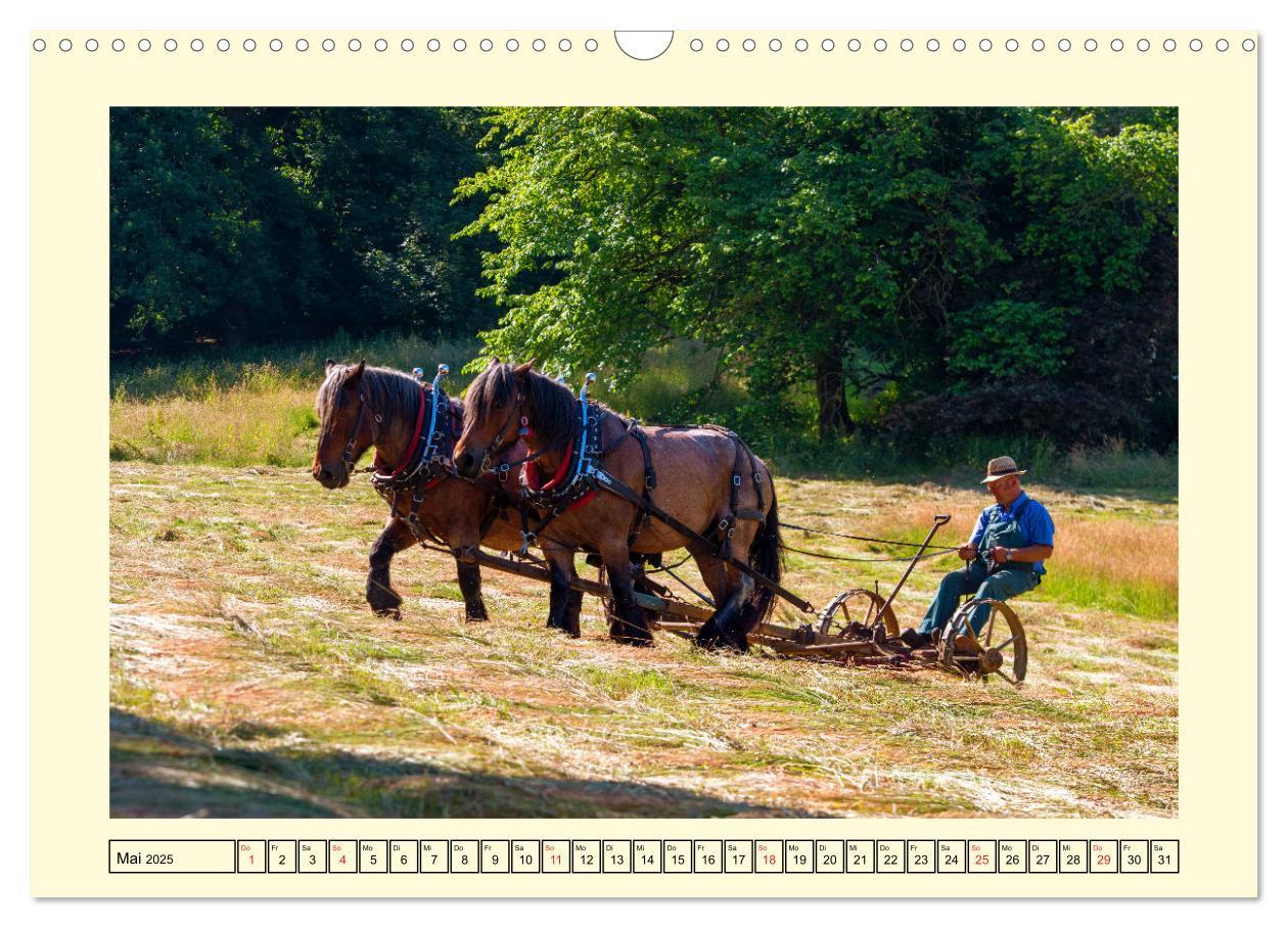 Bild: 9783435101795 | Arbeitspferde - Alltag des belgischen Kaltbluts (Wandkalender 2025...