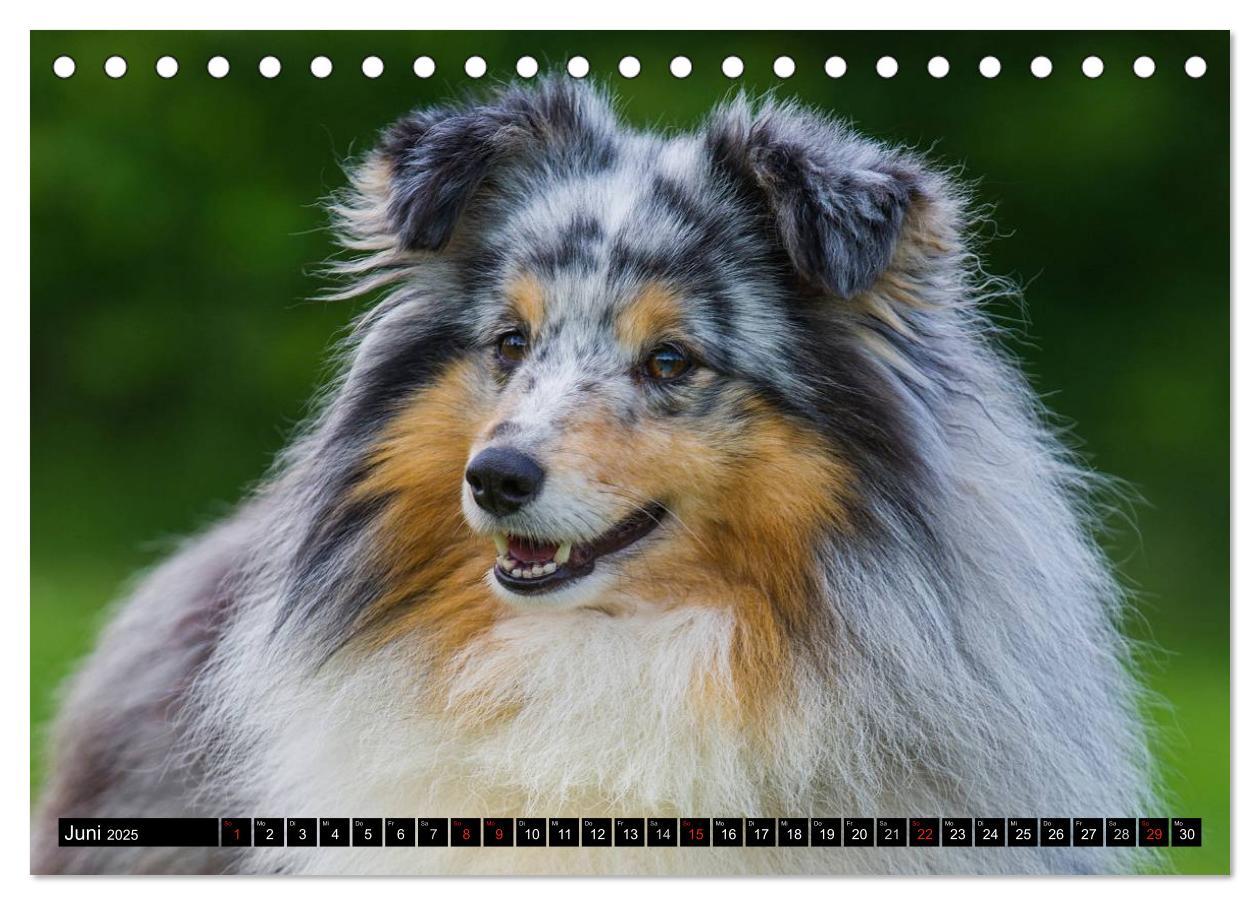 Bild: 9783435568758 | Traumhund Sheltie (Tischkalender 2025 DIN A5 quer), CALVENDO...