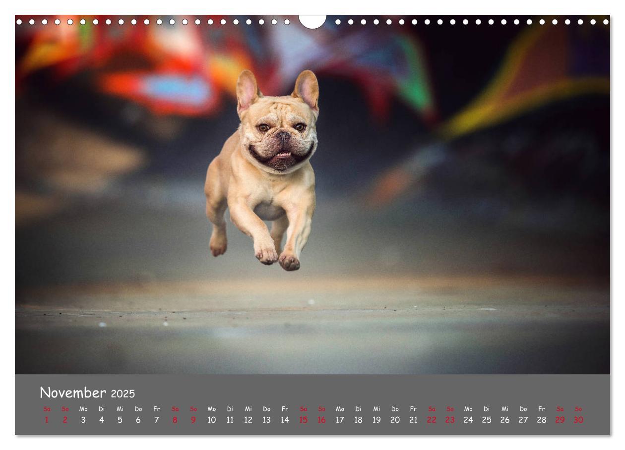 Bild: 9783435222155 | Französische Bulldogge - Clowns auf vier Pfoten (Wandkalender 2025...