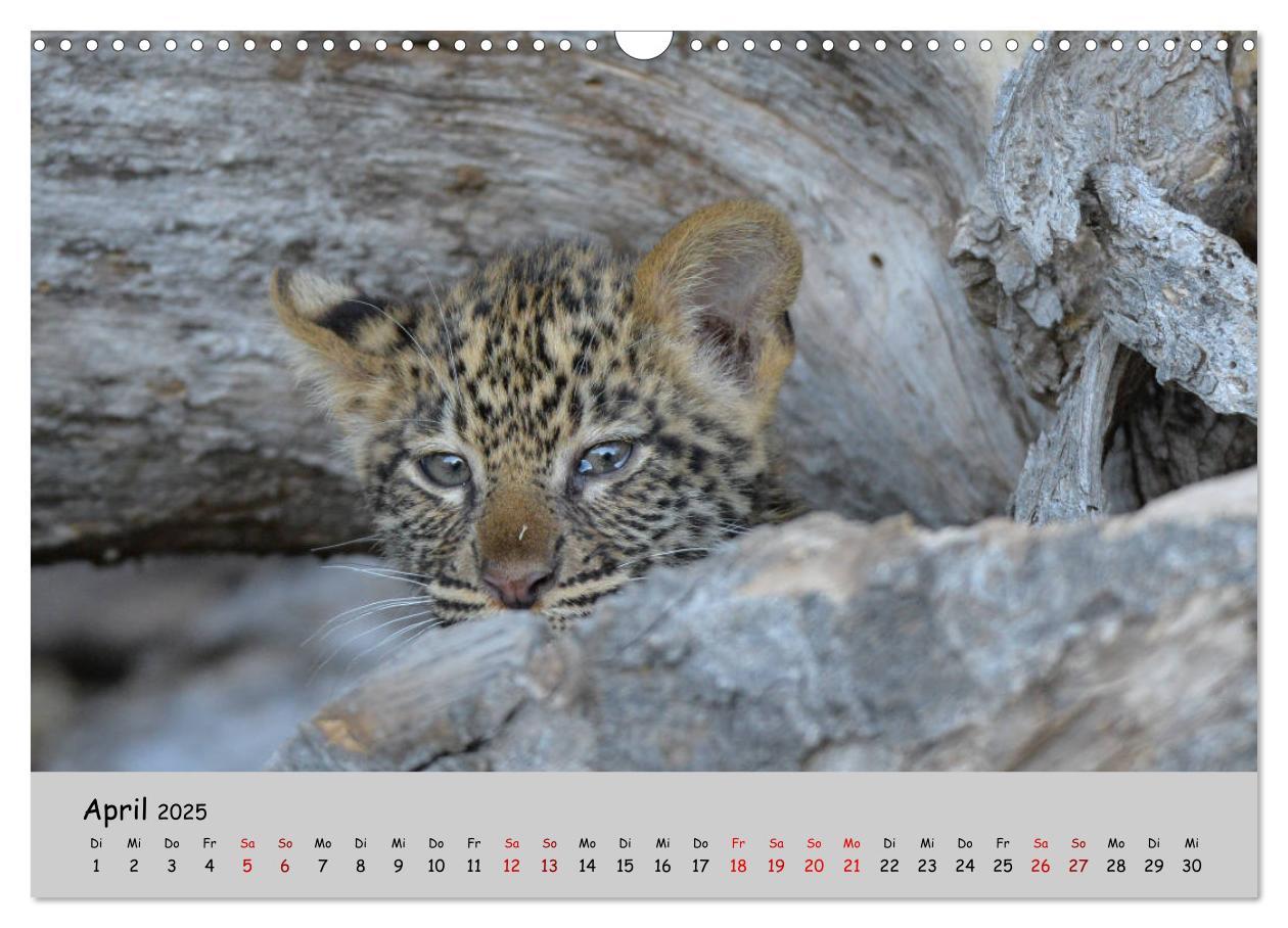 Bild: 9783435365753 | Leoparden - groß und klein (Wandkalender 2025 DIN A3 quer),...