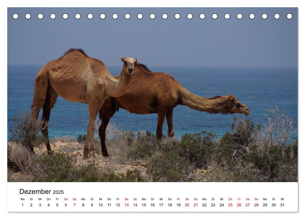 Bild: 9783435062720 | KAMELE... eine Reise durch den Oman. (Tischkalender 2025 DIN A5...