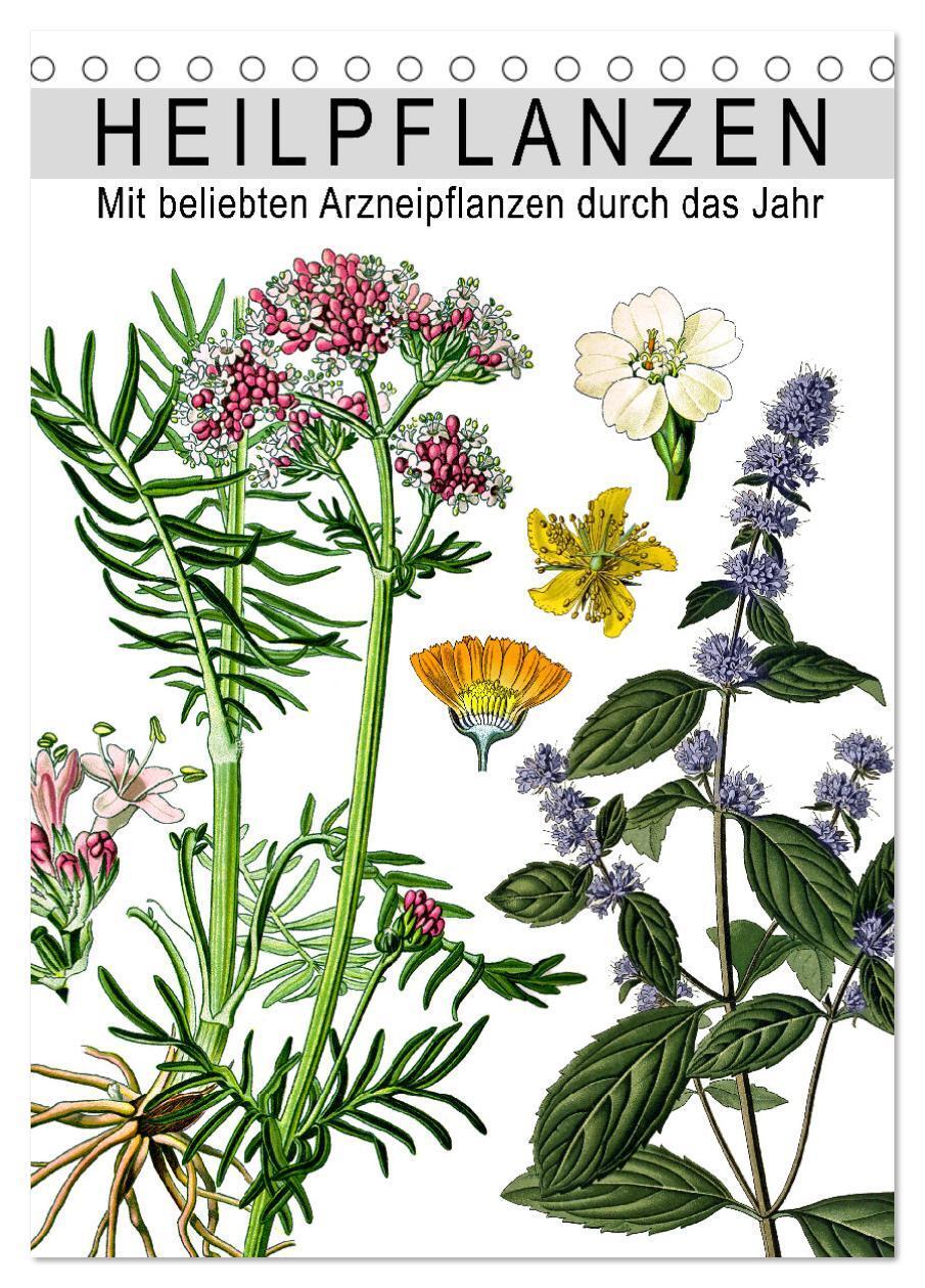 Cover: 9783675637207 | Heilpflanzen (Tischkalender 2024 DIN A5 hoch), CALVENDO Monatskalender