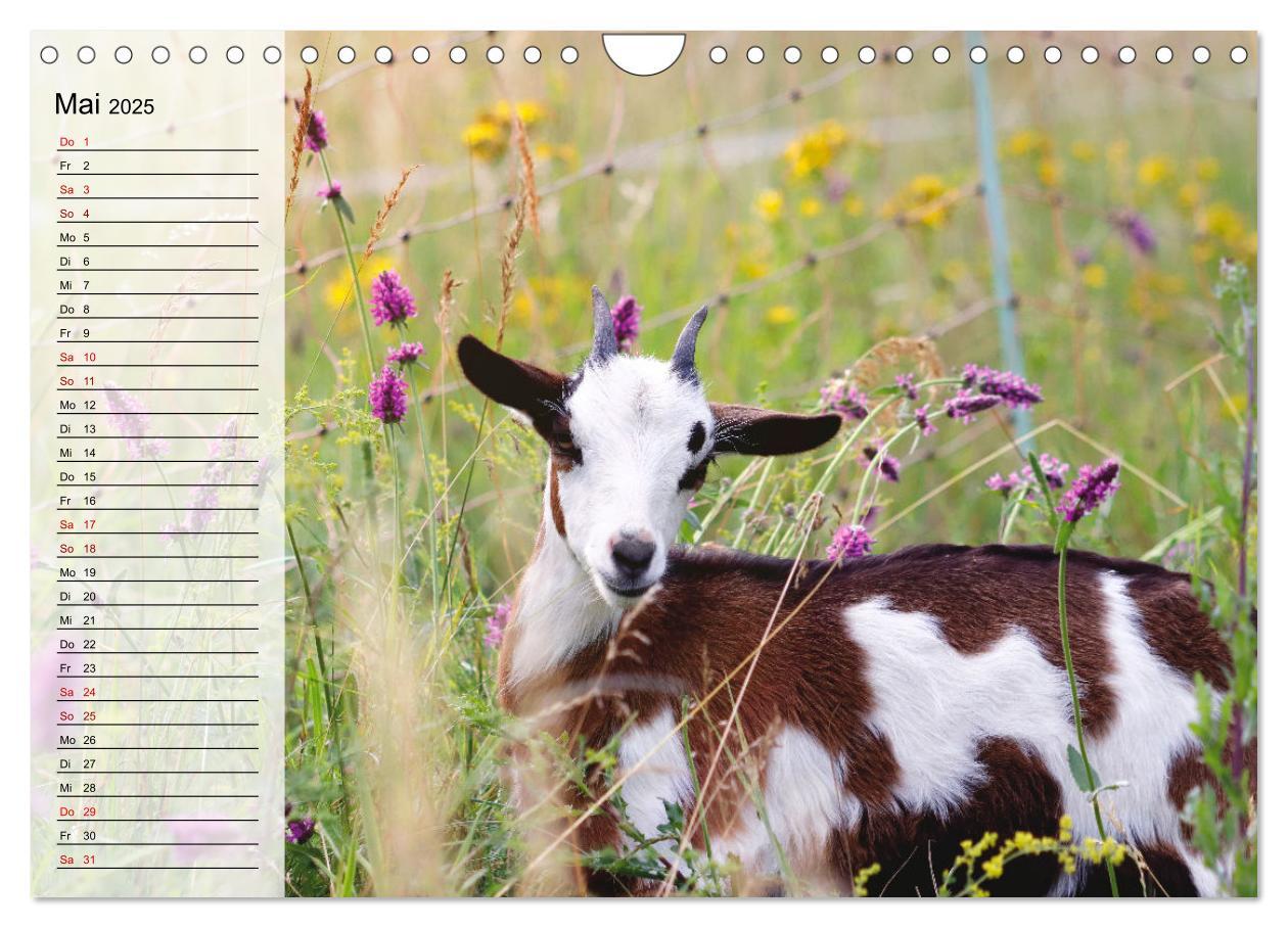 Bild: 9783435023844 | Tauernschecken-Ziegen (Wandkalender 2025 DIN A4 quer), CALVENDO...