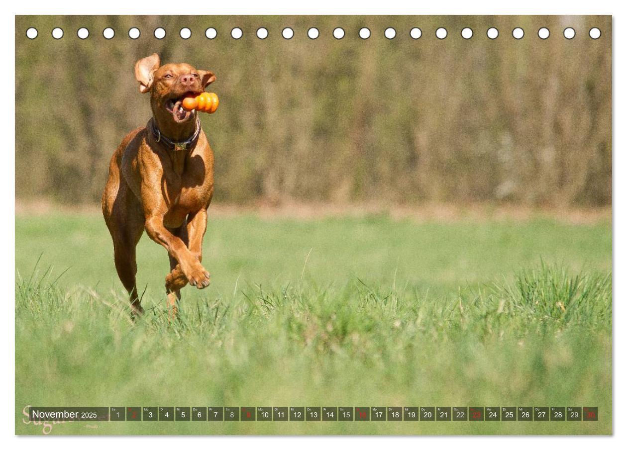 Bild: 9783435501885 | Der Vizsla 2025 (Tischkalender 2025 DIN A5 quer), CALVENDO...