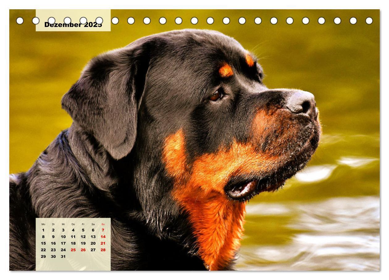 Bild: 9783383947391 | Mein Rottweiler. Nervenstarker Gebrauchs- und Begleithund...