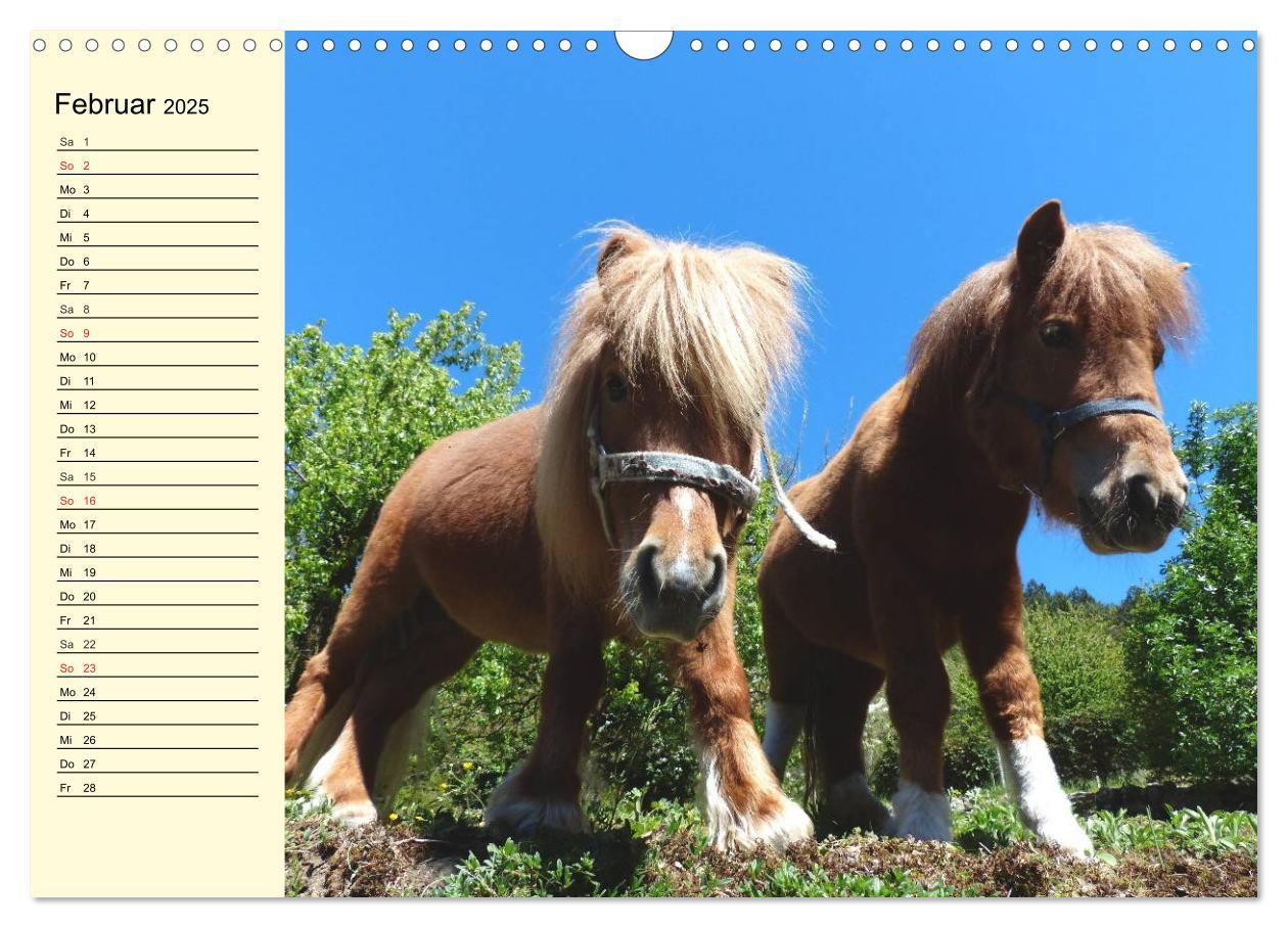 Bild: 9783435651825 | Ponys. Herzensbrecher mit Grips (Wandkalender 2025 DIN A3 quer),...