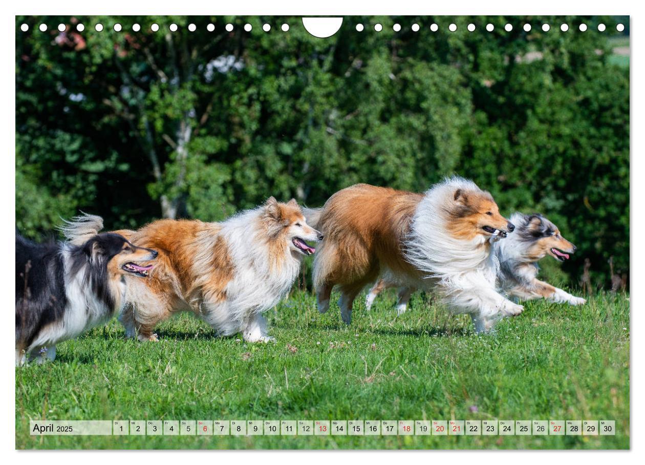 Bild: 9783435312528 | Collie - Das Glück hat 4 Pfoten (Wandkalender 2025 DIN A4 quer),...