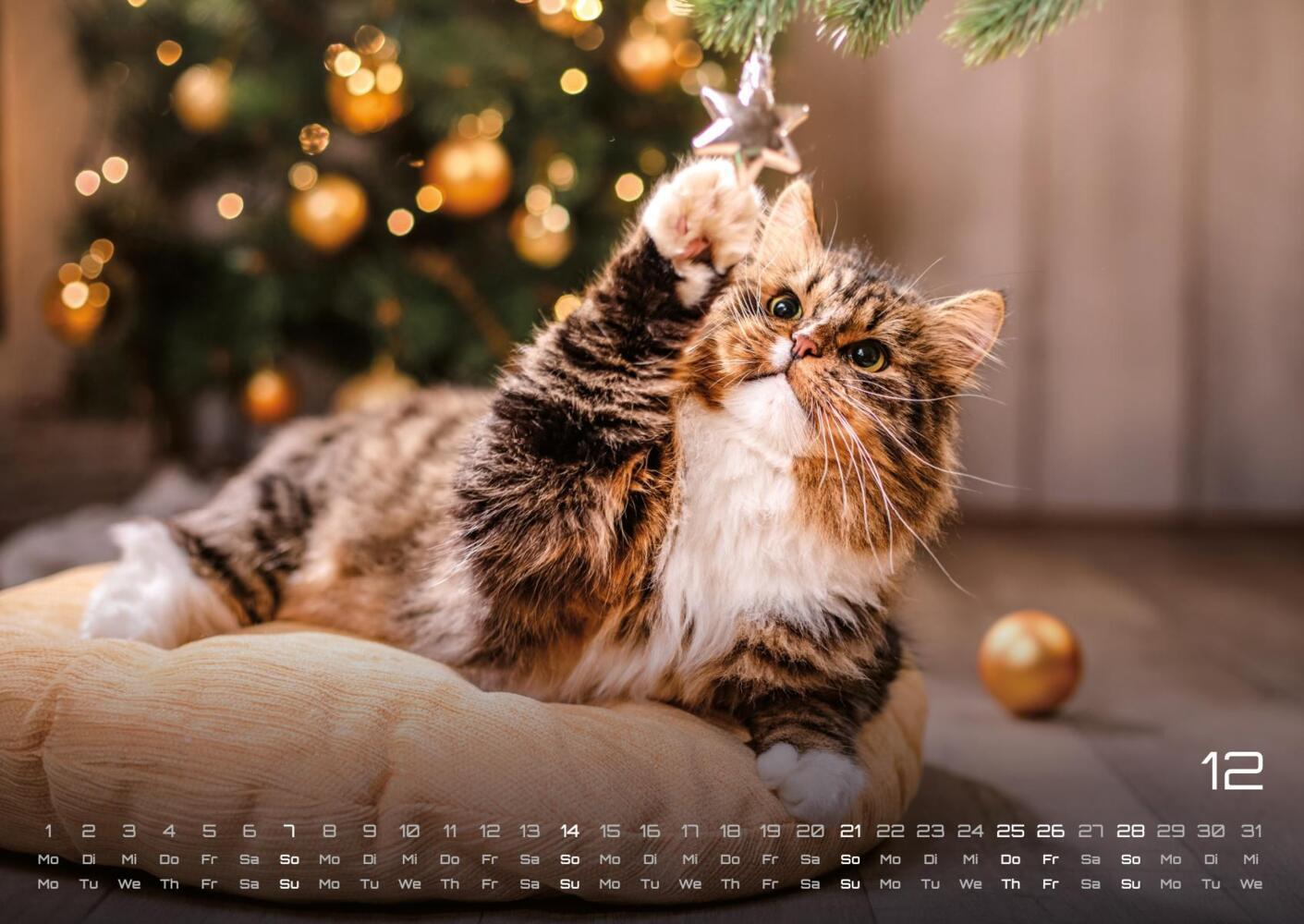 Bild: 9783986733858 | Miau - Unsere Stubentiger - Der Katzenkalender - 2025 - Kalender...