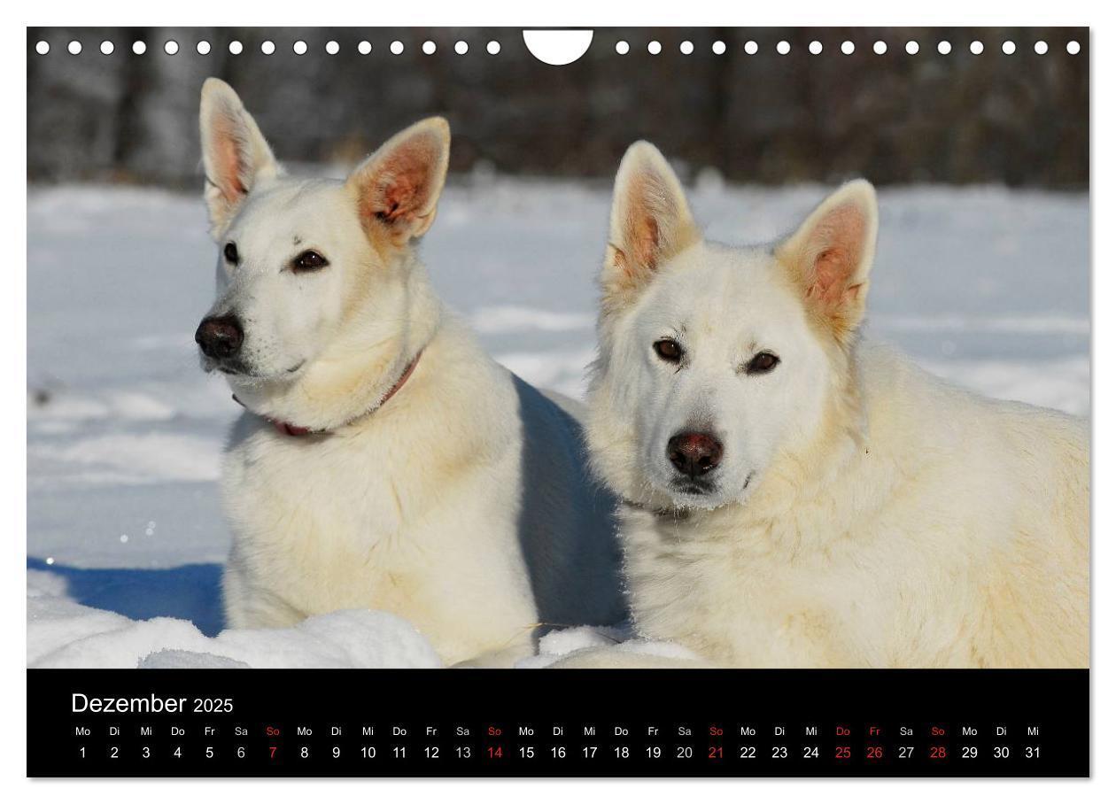 Bild: 9783435765928 | Weißer Schweizer Schäferhund (Wandkalender 2025 DIN A4 quer),...