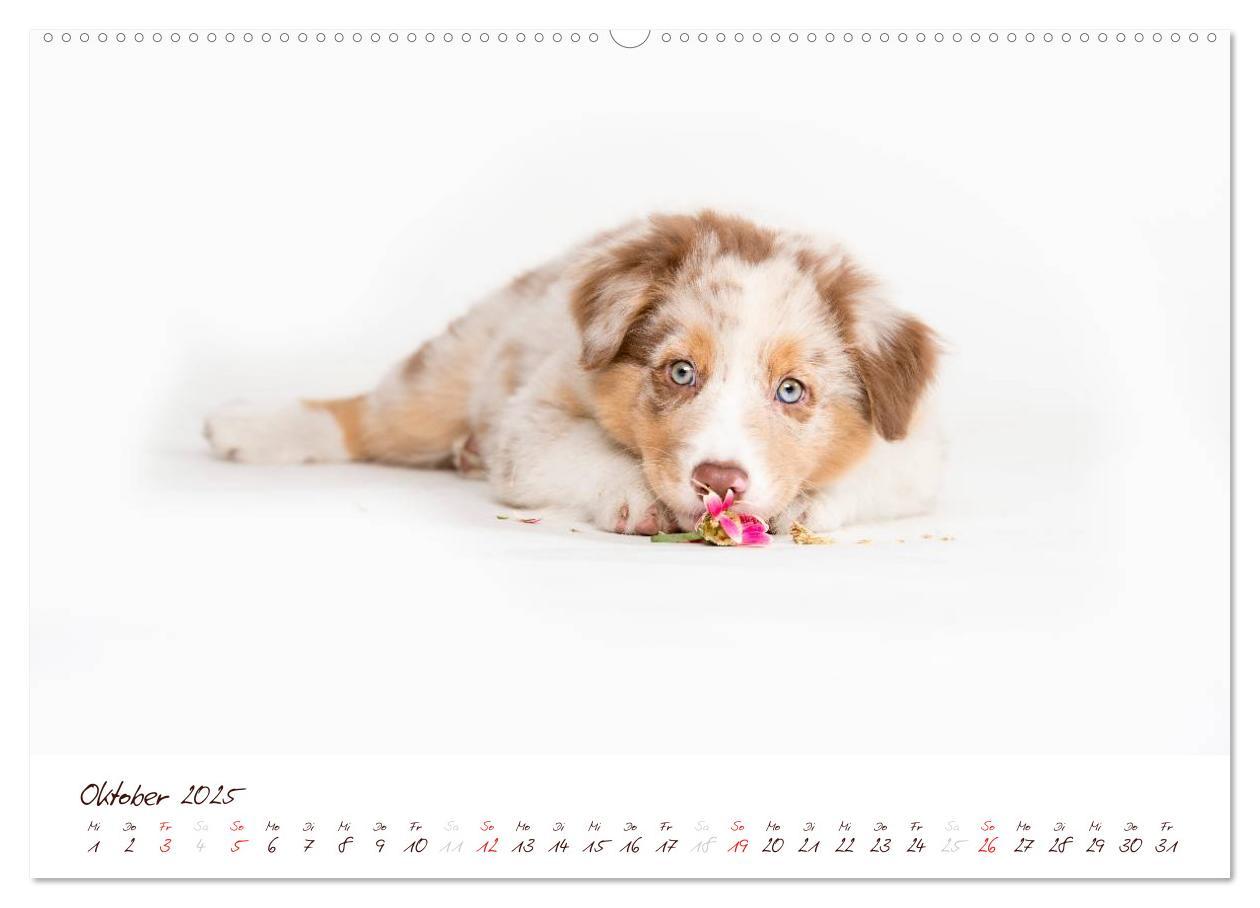 Bild: 9783435808779 | Wunderbare Australian Shepherds (Wandkalender 2025 DIN A2 quer),...