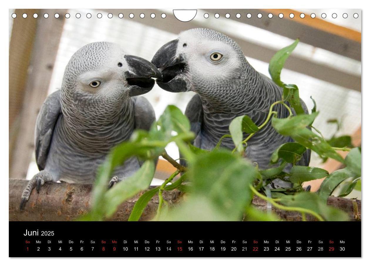 Bild: 9783435626694 | Graupapageien zum Verlieben (Wandkalender 2025 DIN A4 quer),...