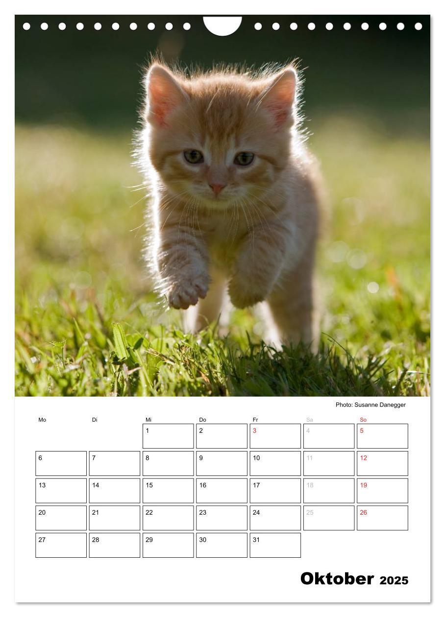 Bild: 9783457086711 | Katzenkinder - Impressionen (Wandkalender 2025 DIN A4 hoch),...