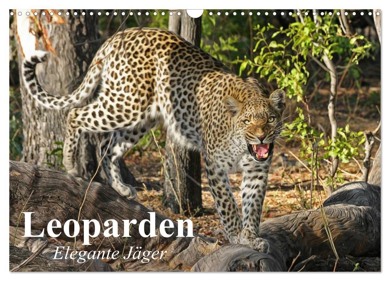 Cover: 9783383387784 | Leoparden. Elegante Jäger (Wandkalender 2024 DIN A3 quer), CALVENDO...
